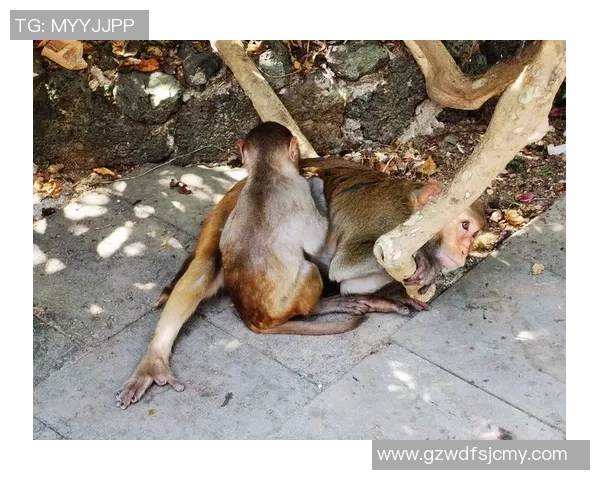 s2猴子比赛-s2猴子比赛